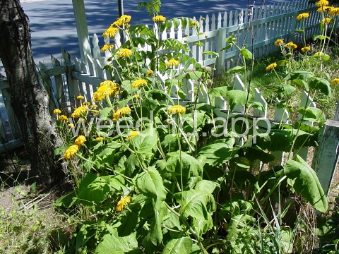 elecampane